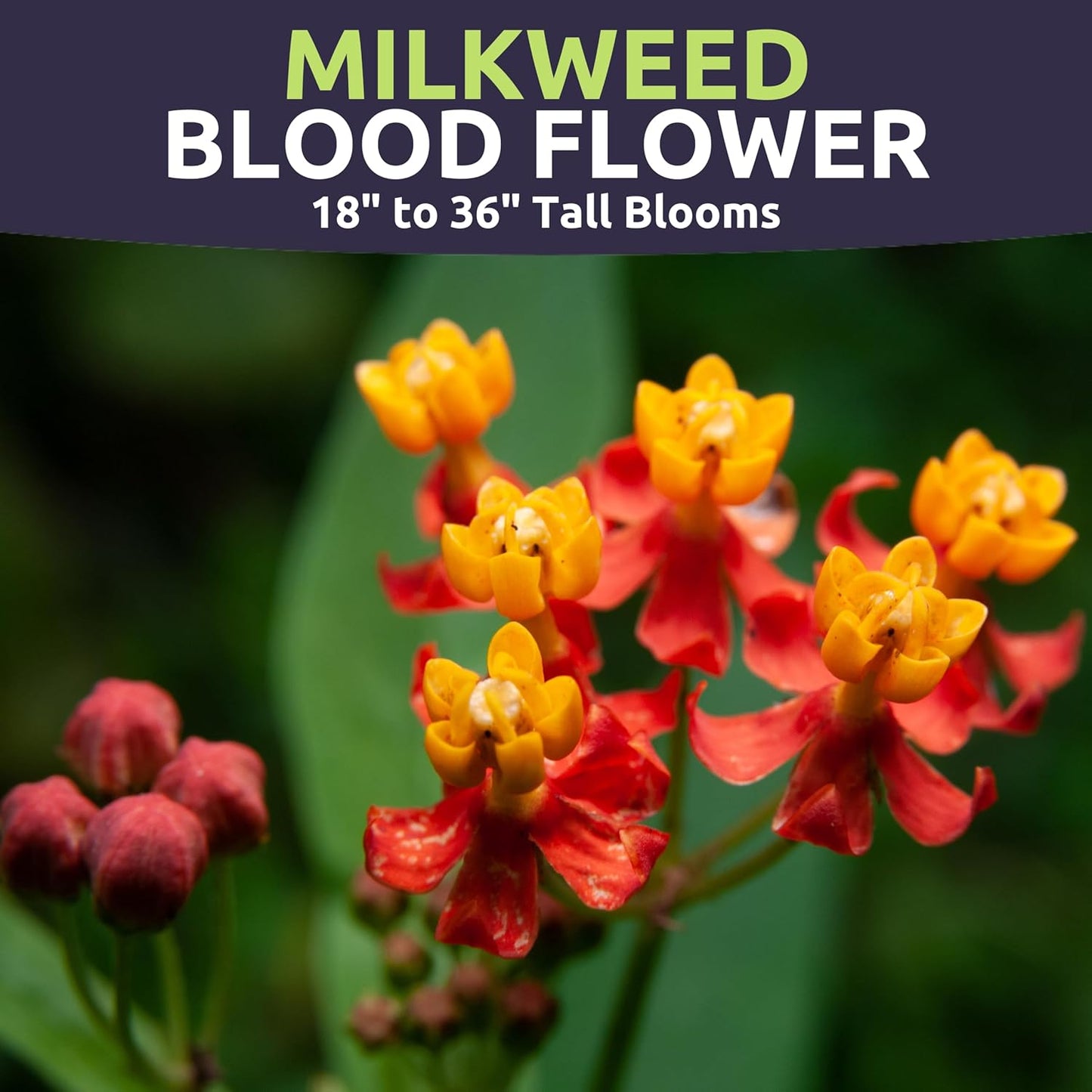 Milkweed - Blood Flower