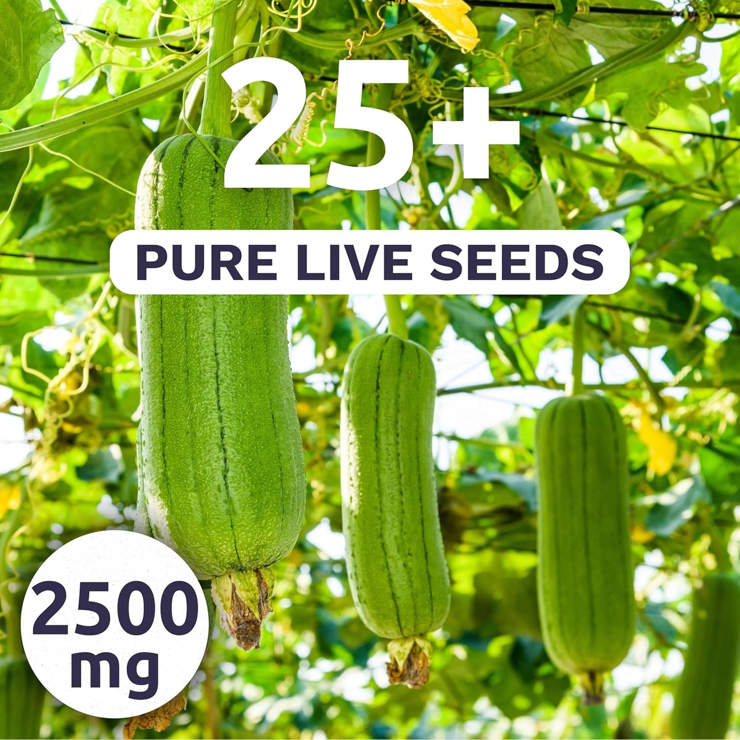 Luffa Gourd - Large 2,500mg Envelope