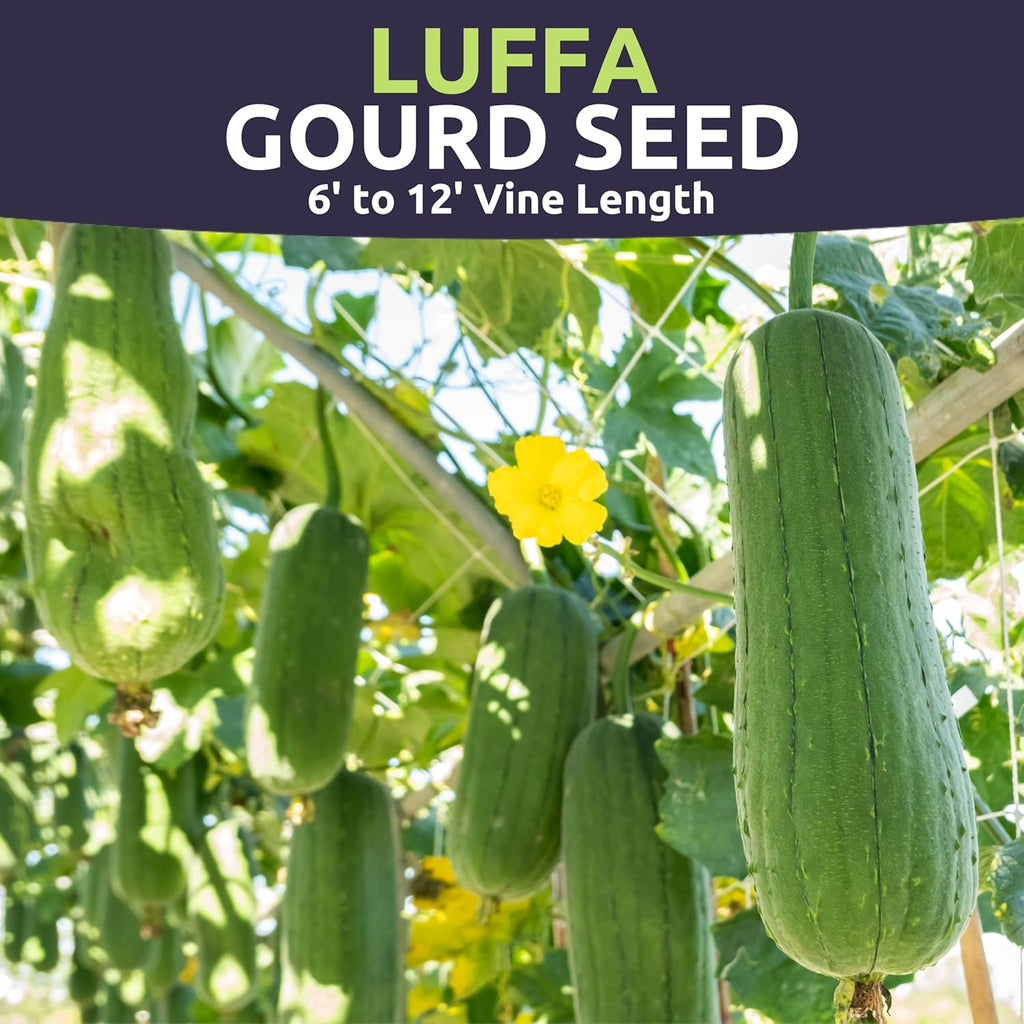 Luffa Gourd - Large 2,500mg Envelope