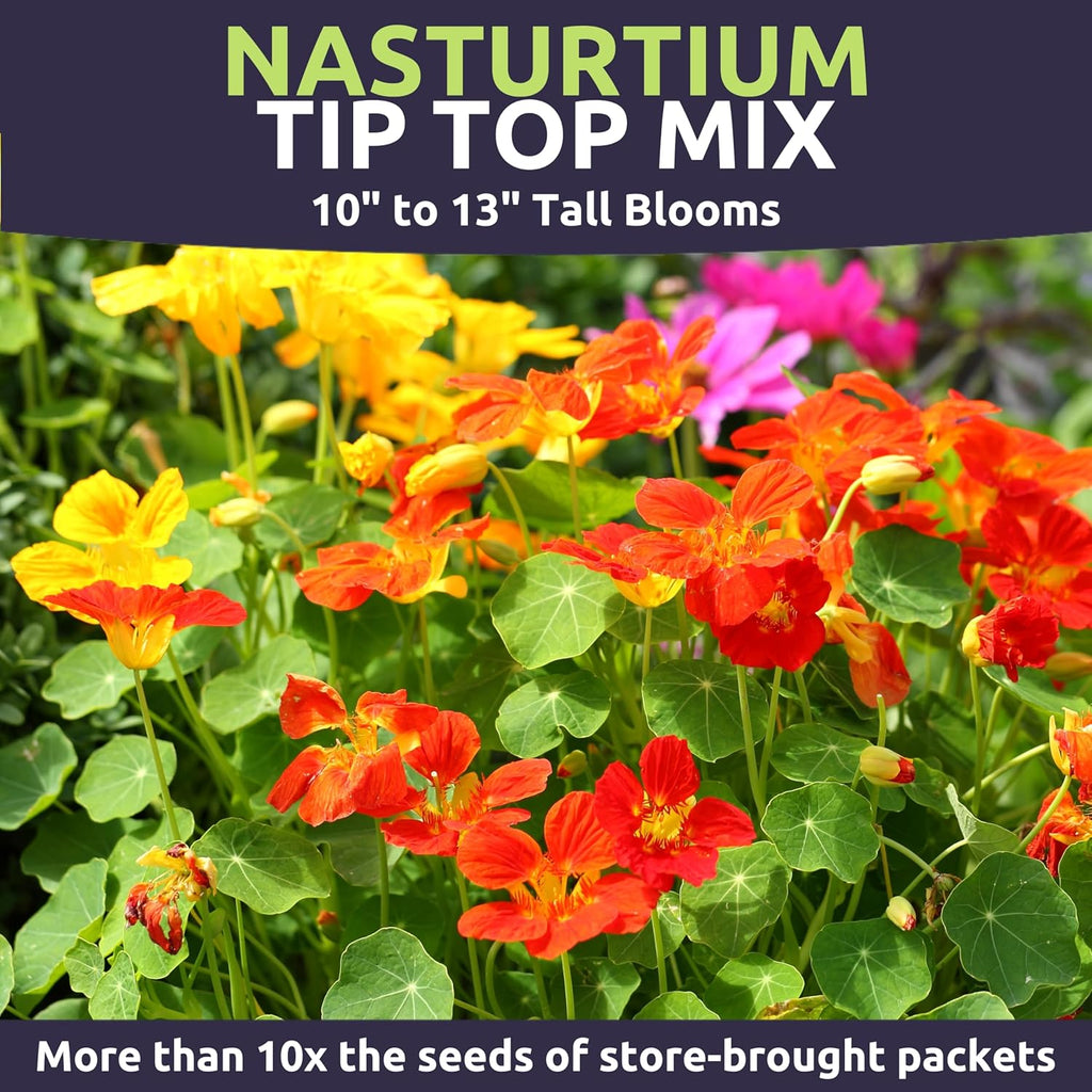 Nasturtium Tip Top Mix