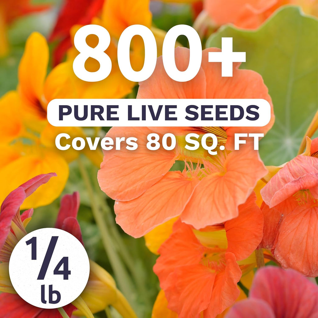 Nasturtium Tip Top Mix