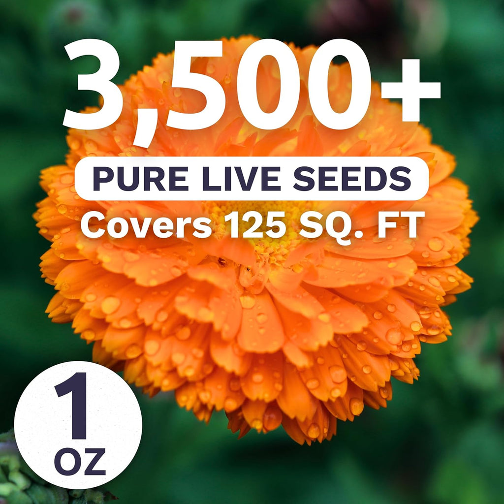 Calendula Balls Orange