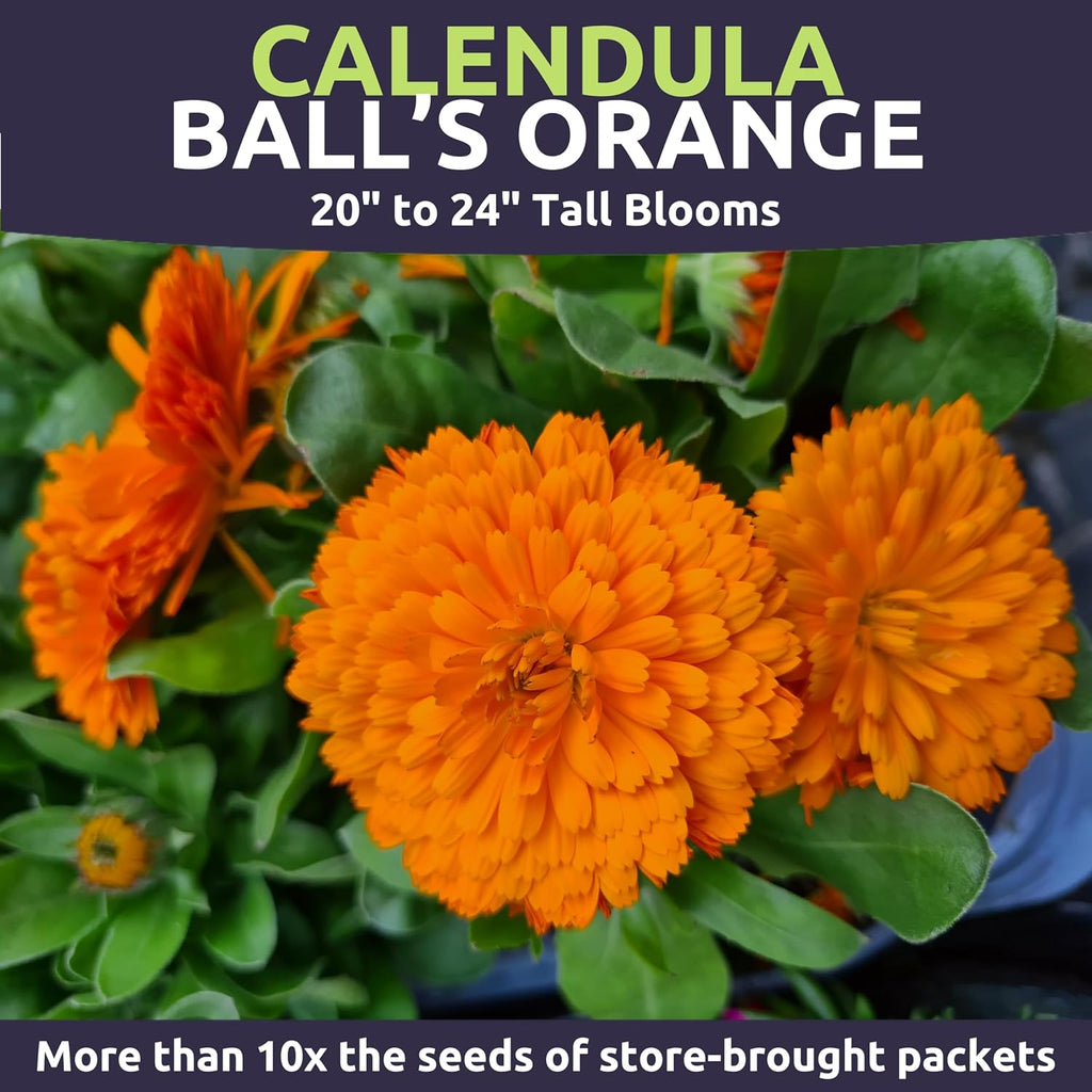 Calendula Balls Orange