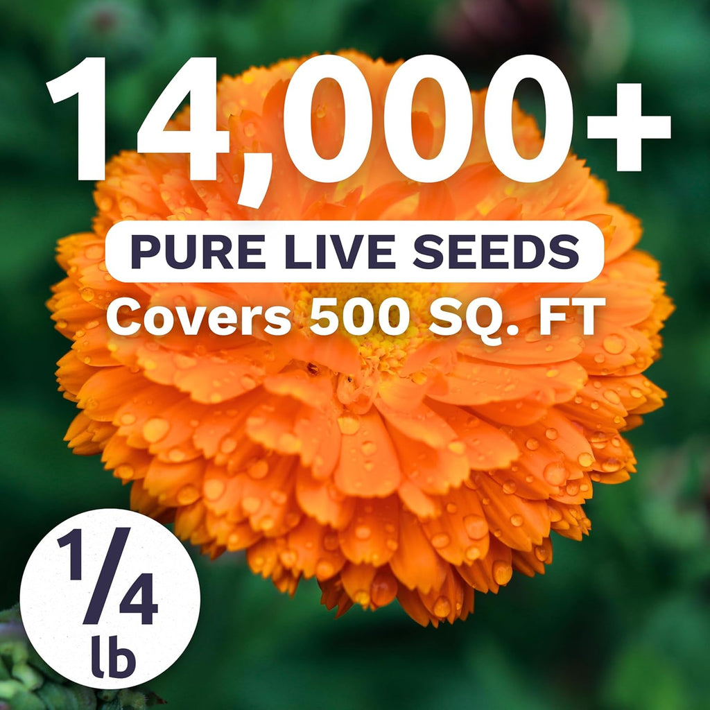 Calendula Balls Orange