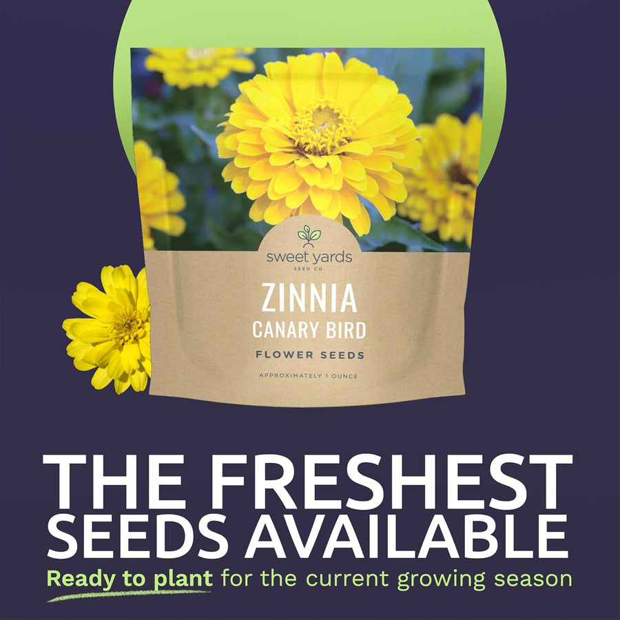 Zinnia Canary Bird