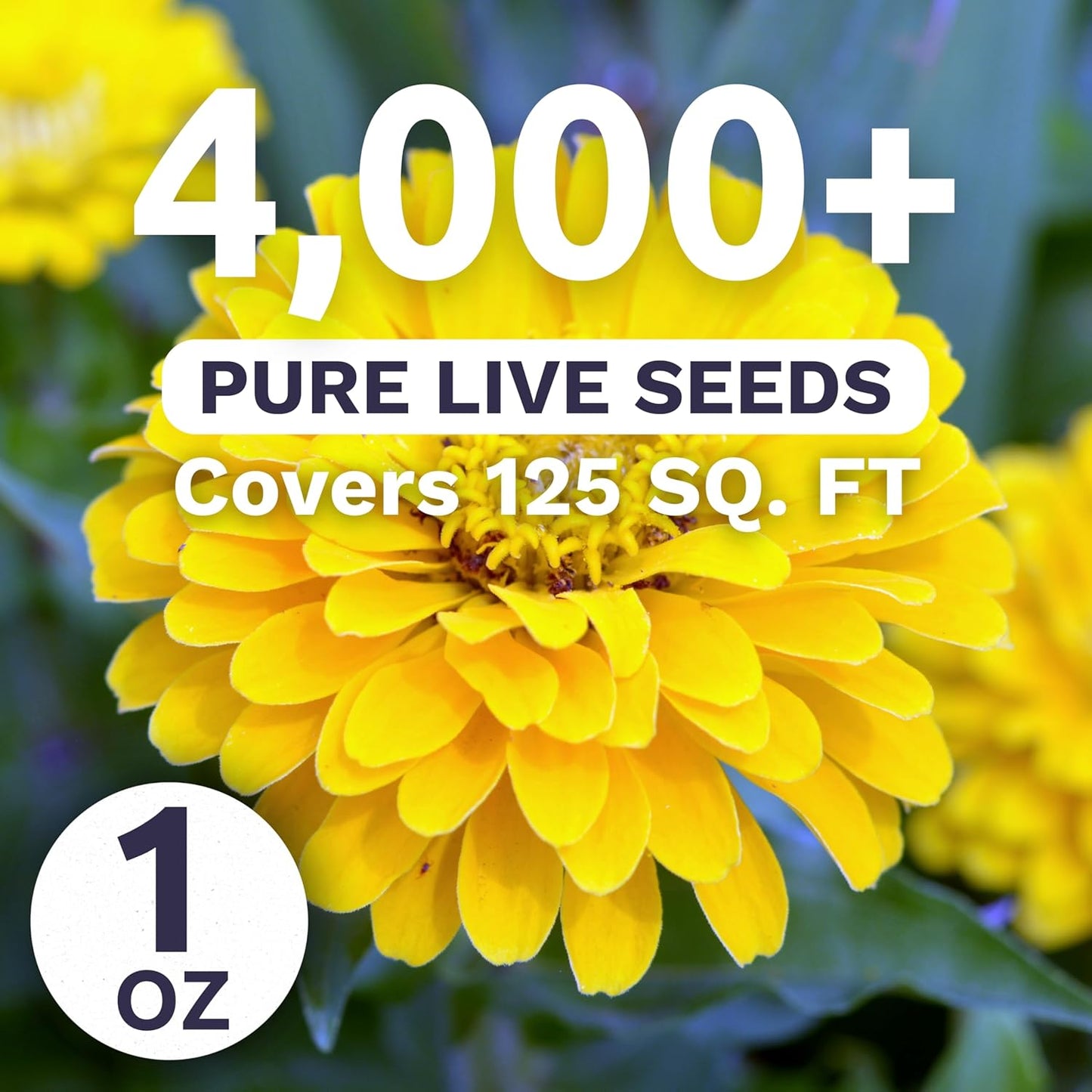 Zinnia Canary Bird