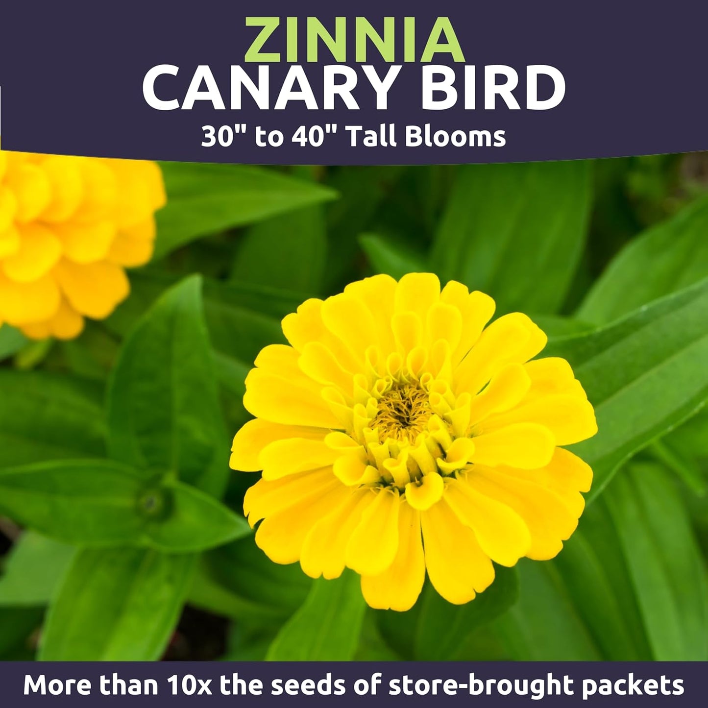 Zinnia Canary Bird