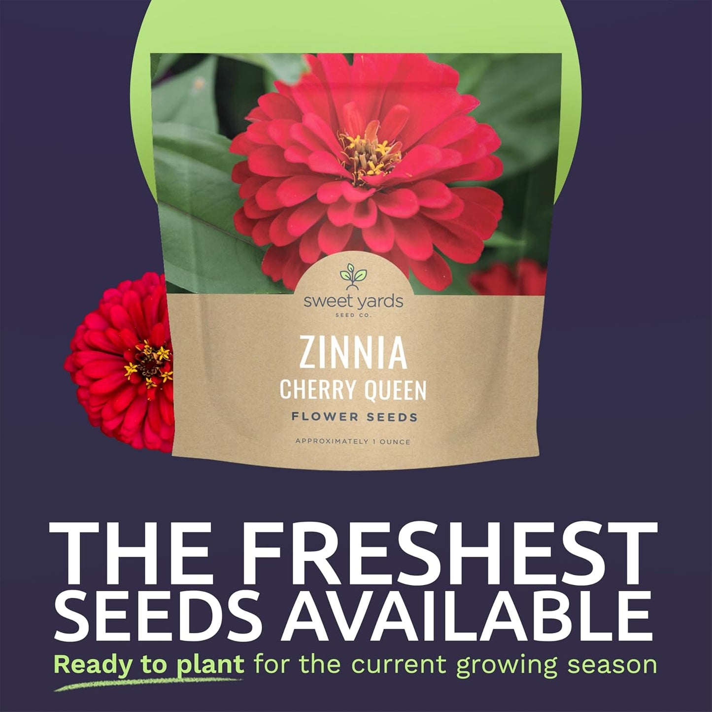 Zinnia Cherry Queen