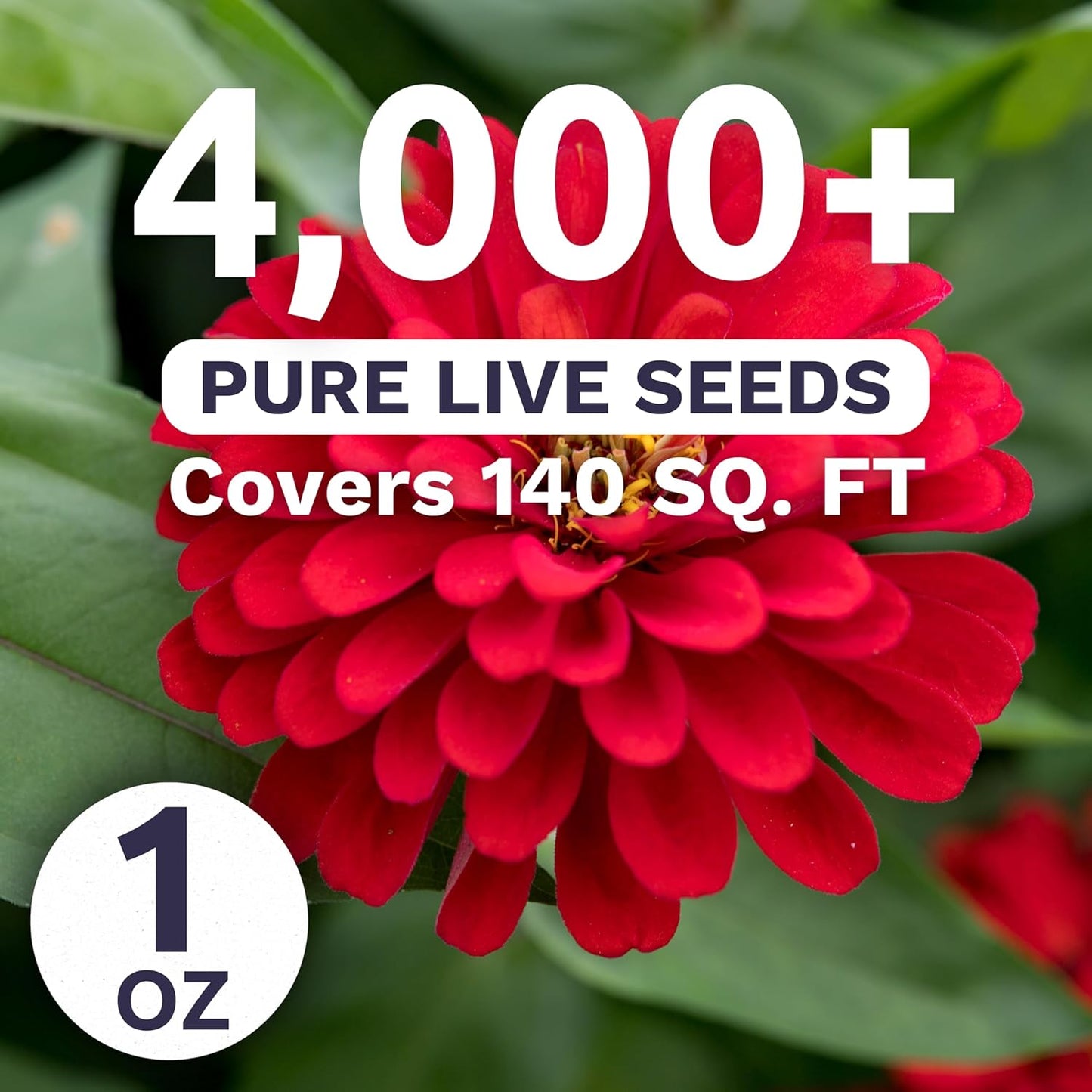 Zinnia Cherry Queen