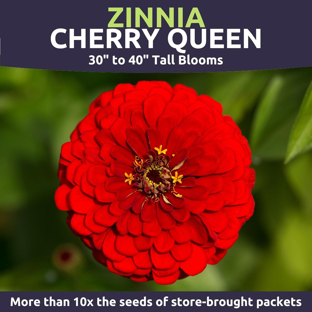 Zinnia Cherry Queen