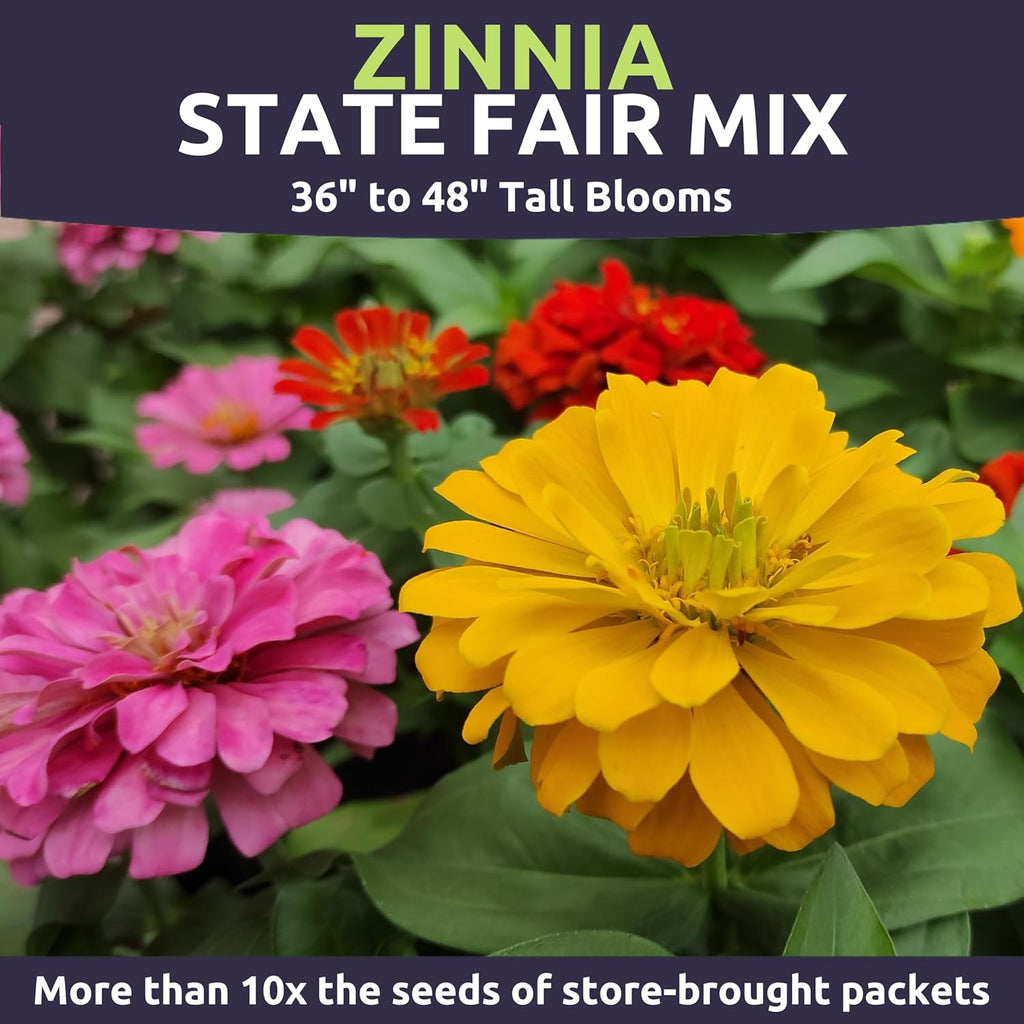 Zinnia State Fair Mix