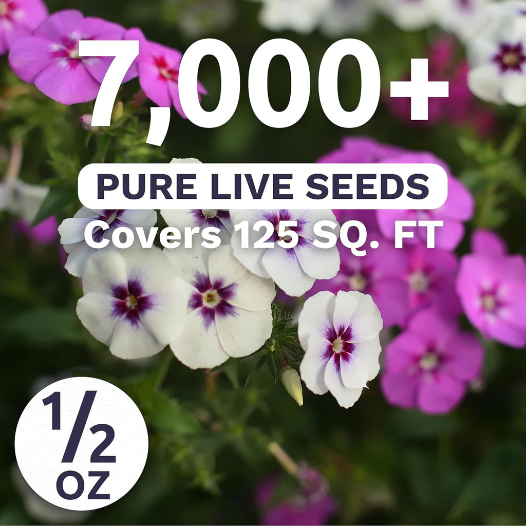Phlox Annual Blend