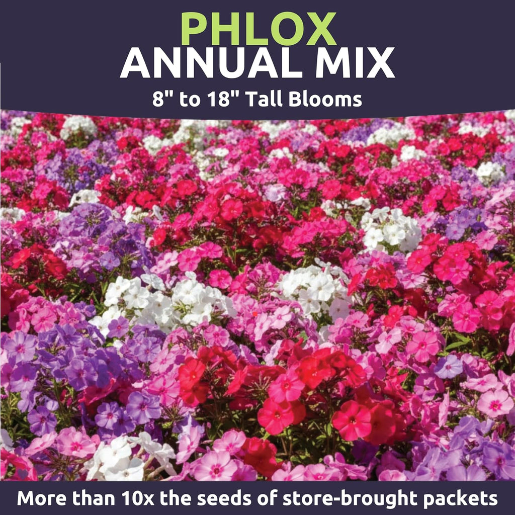 Phlox Annual Blend