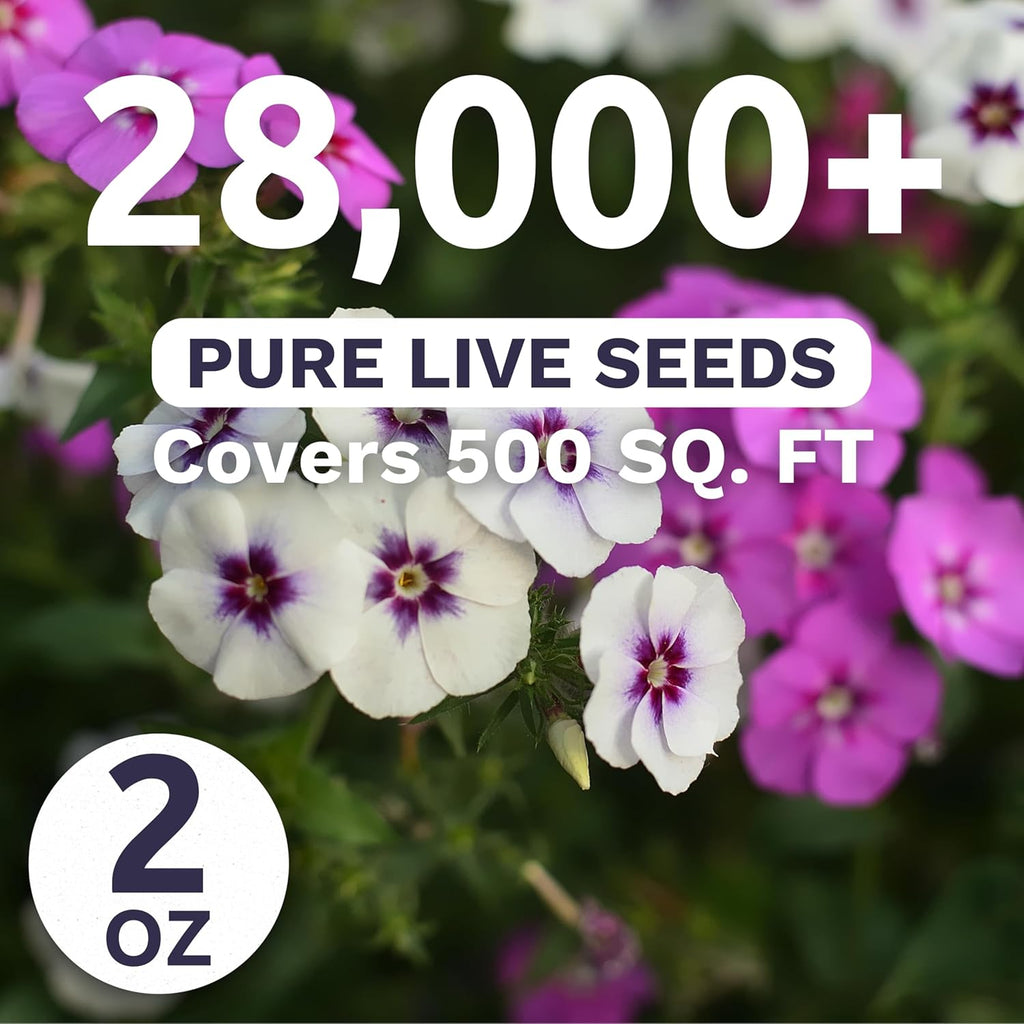 Phlox Annual Blend