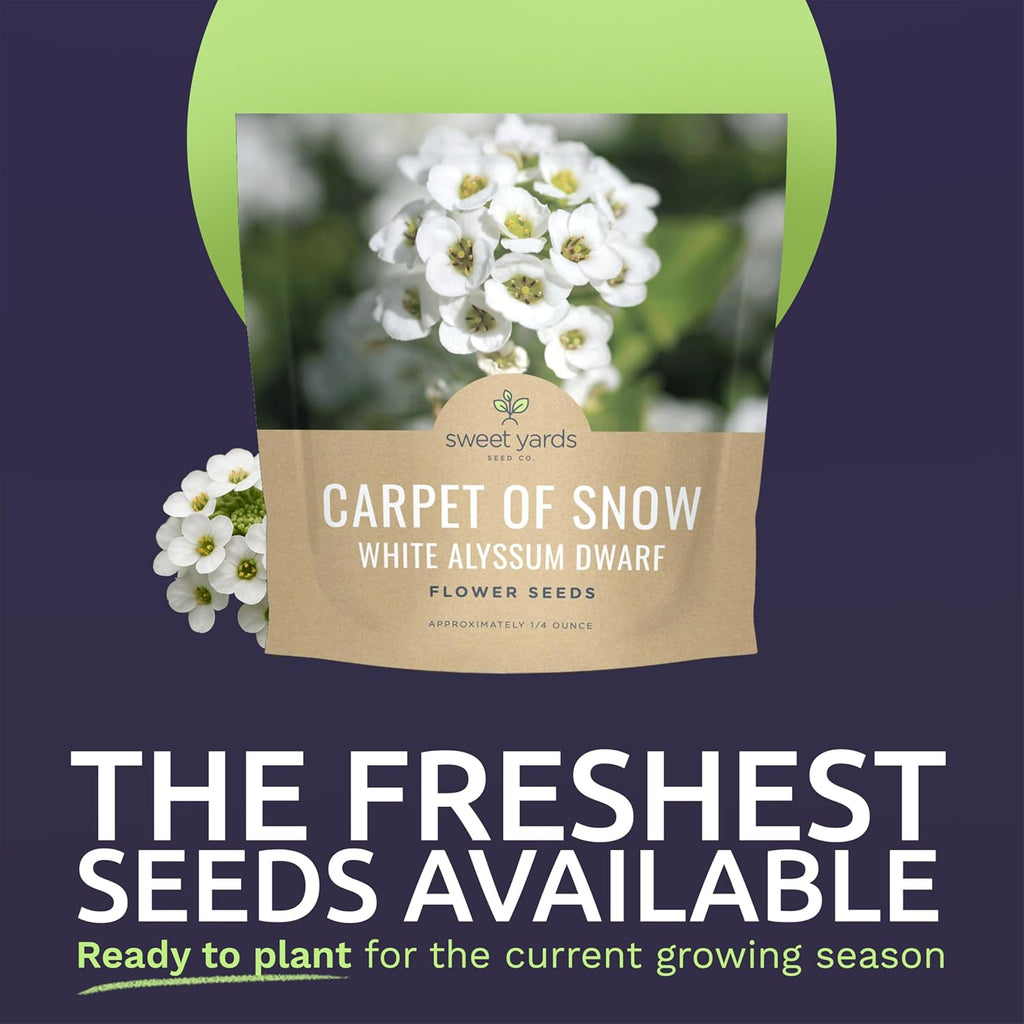 Alyssum Dwarf White – Carpet of Snow