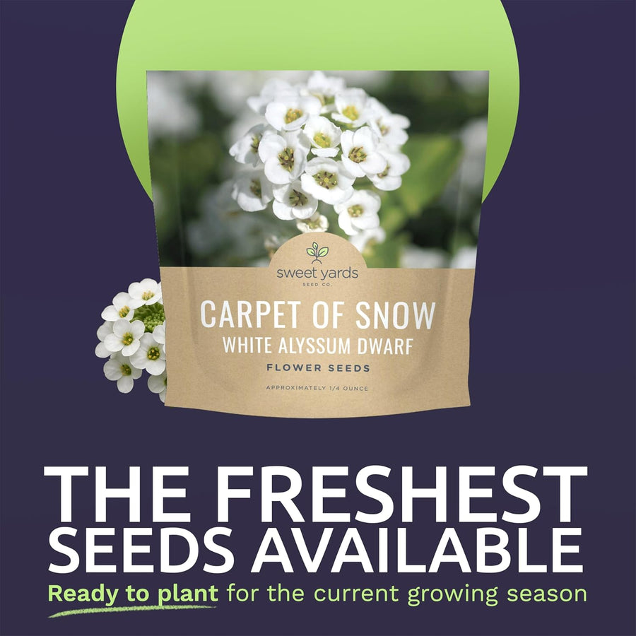 Alyssum Dwarf White – Carpet of Snow