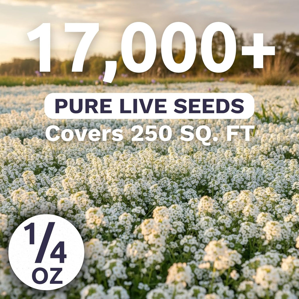 Alyssum Dwarf White – Carpet of Snow