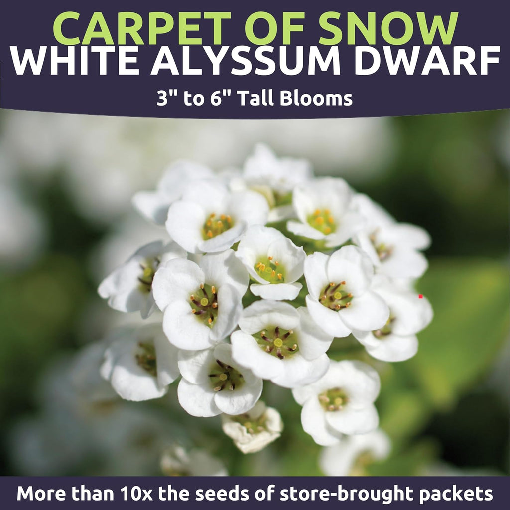 Alyssum Dwarf White – Carpet of Snow