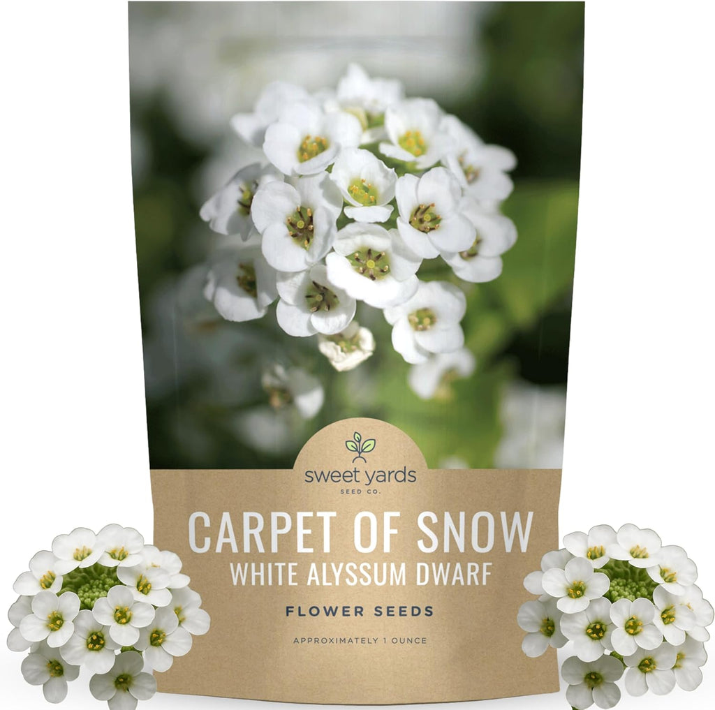 Alyssum Dwarf White – Carpet of Snow
