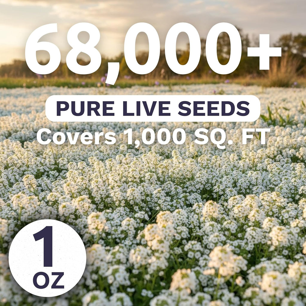 Alyssum Dwarf White – Carpet of Snow