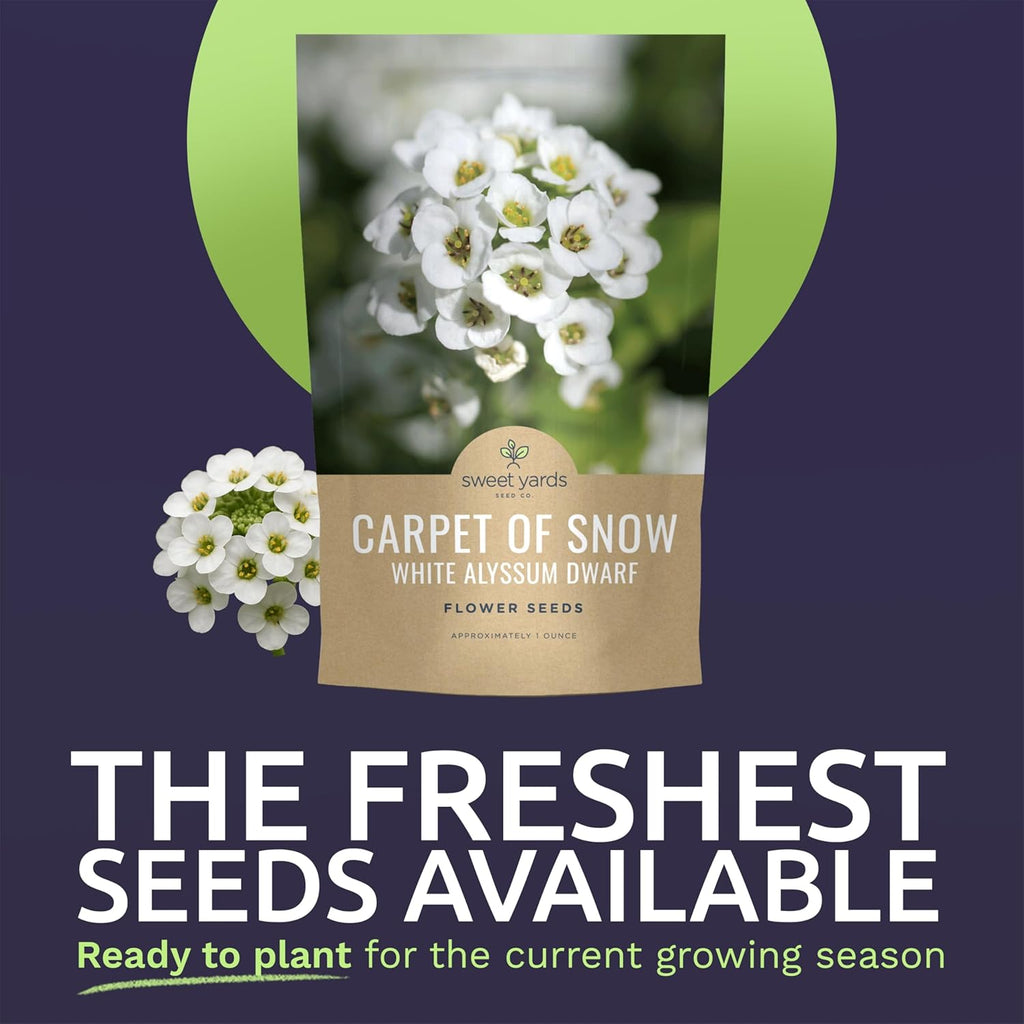Alyssum Dwarf White – Carpet of Snow