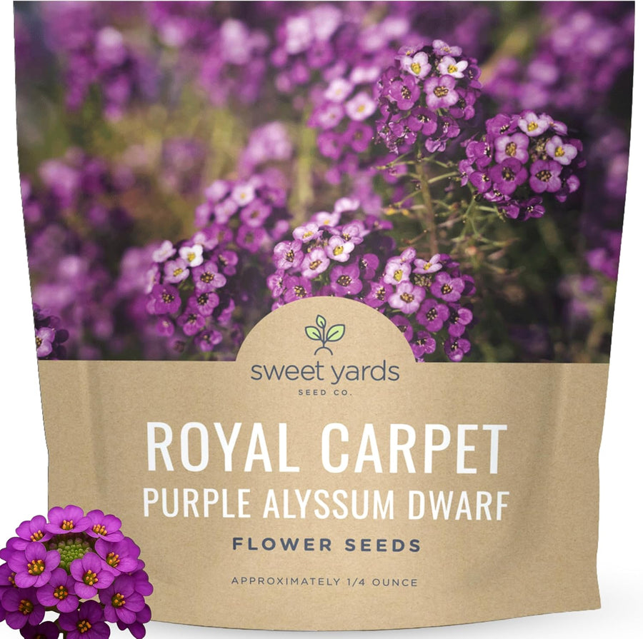 Alyssum Dwarf Purple – Royal Carpet