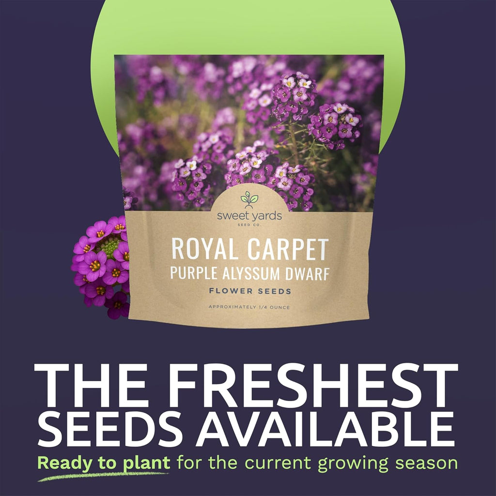 Alyssum Dwarf Purple – Royal Carpet