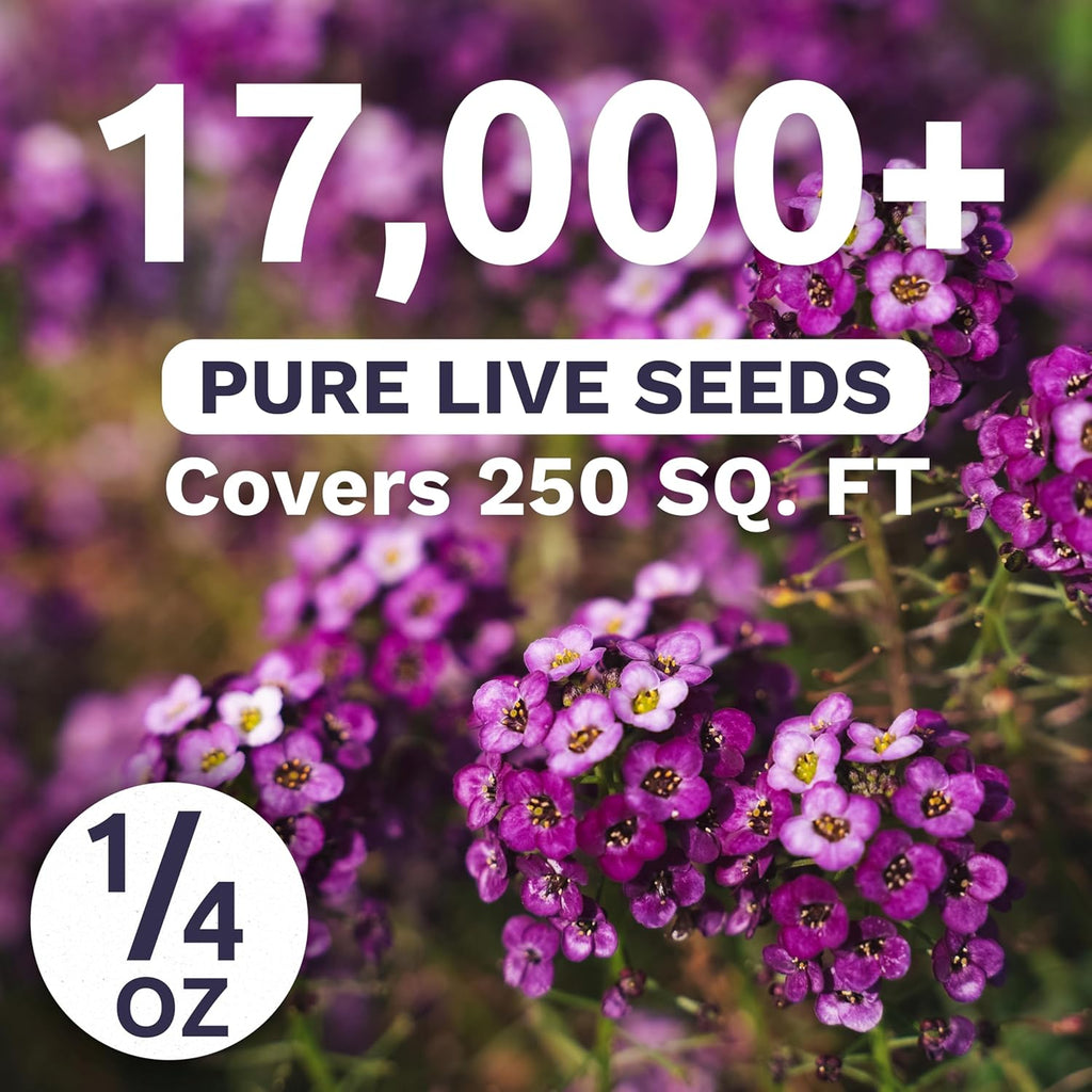 Alyssum Dwarf Purple – Royal Carpet