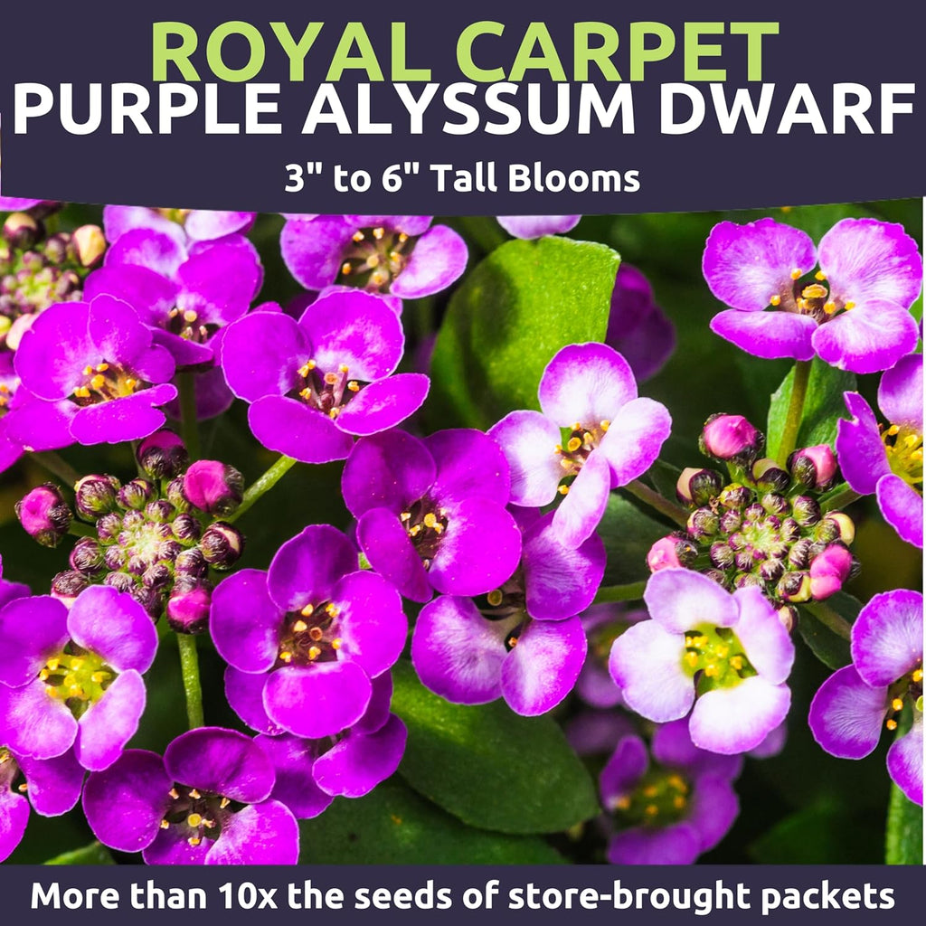 Alyssum Dwarf Purple – Royal Carpet