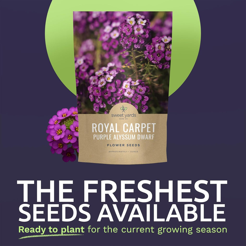 Alyssum Dwarf Purple – Royal Carpet
