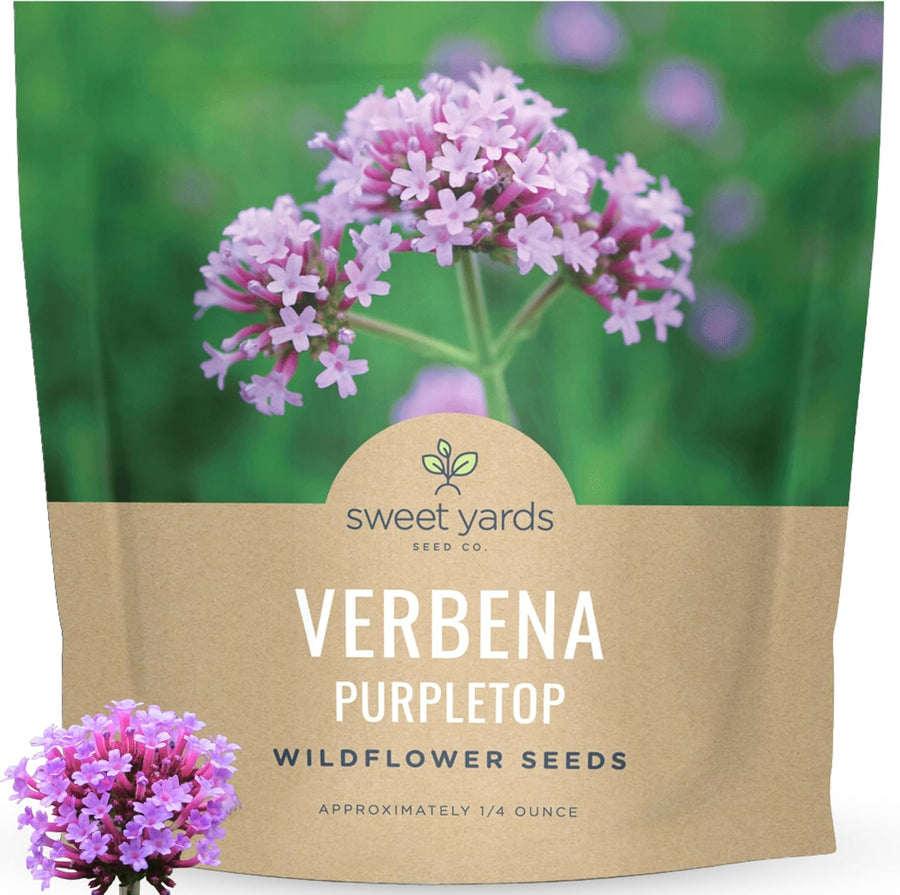 Purpletop Verbena