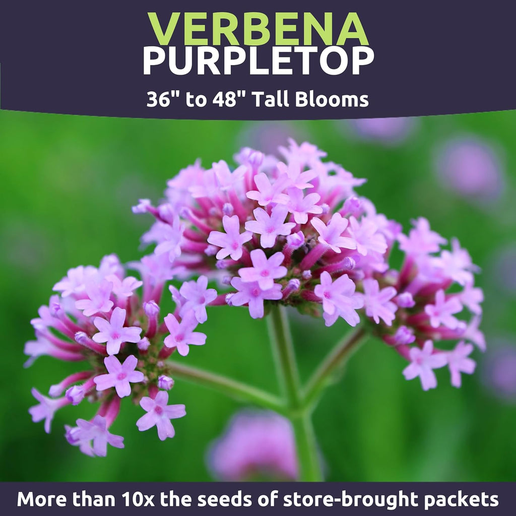 Purpletop Verbena