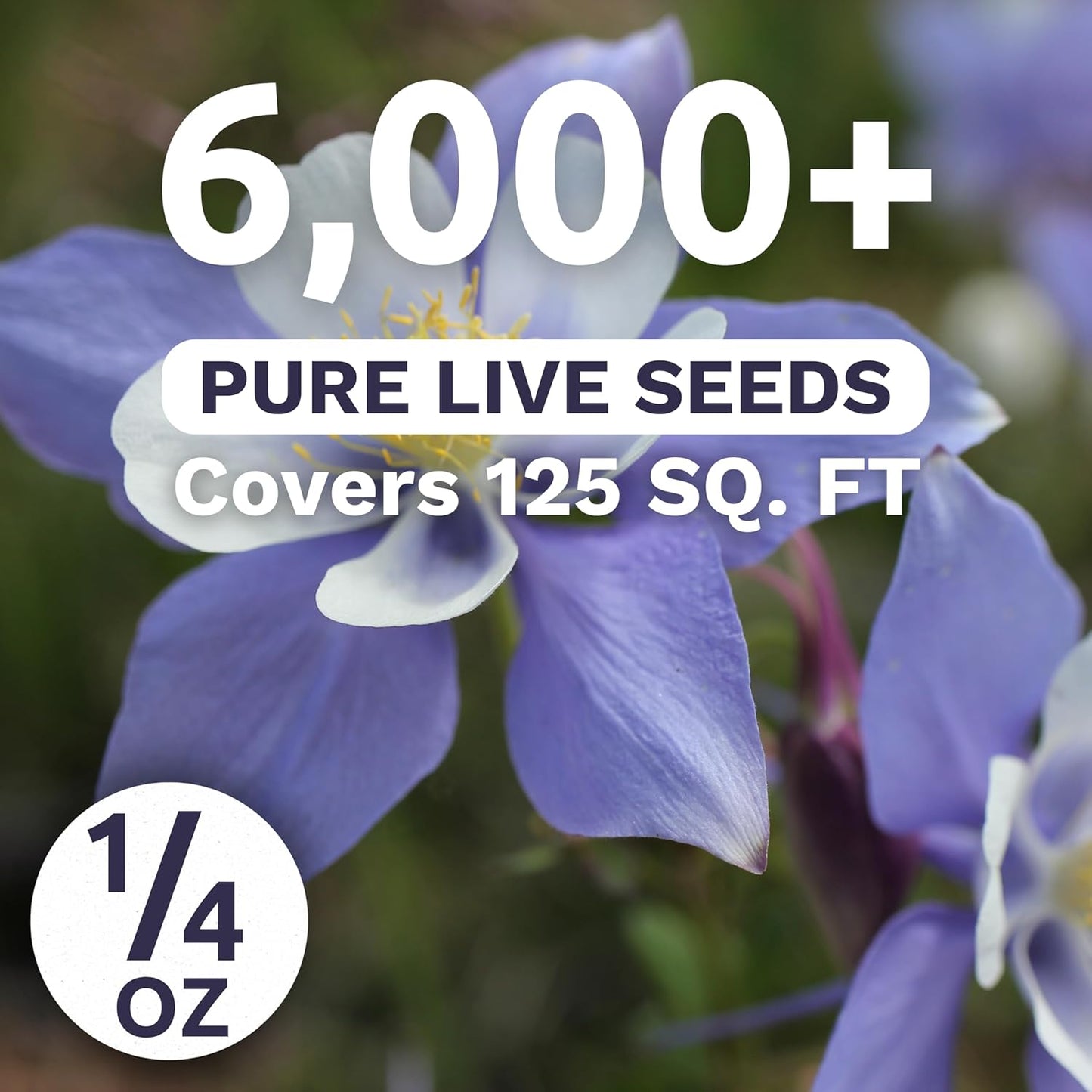 Columbine Blue