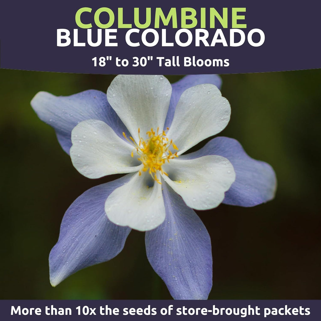 Columbine Blue