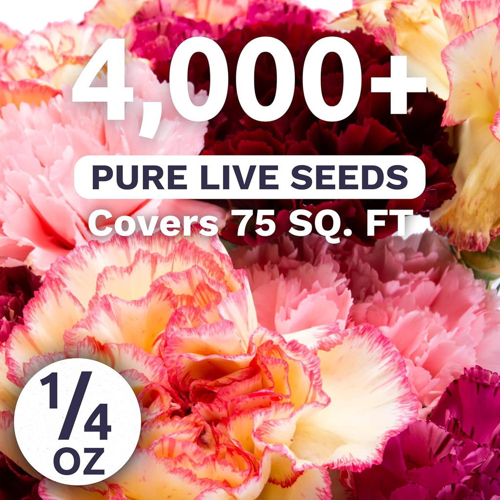 Carnation Chabaud Mix