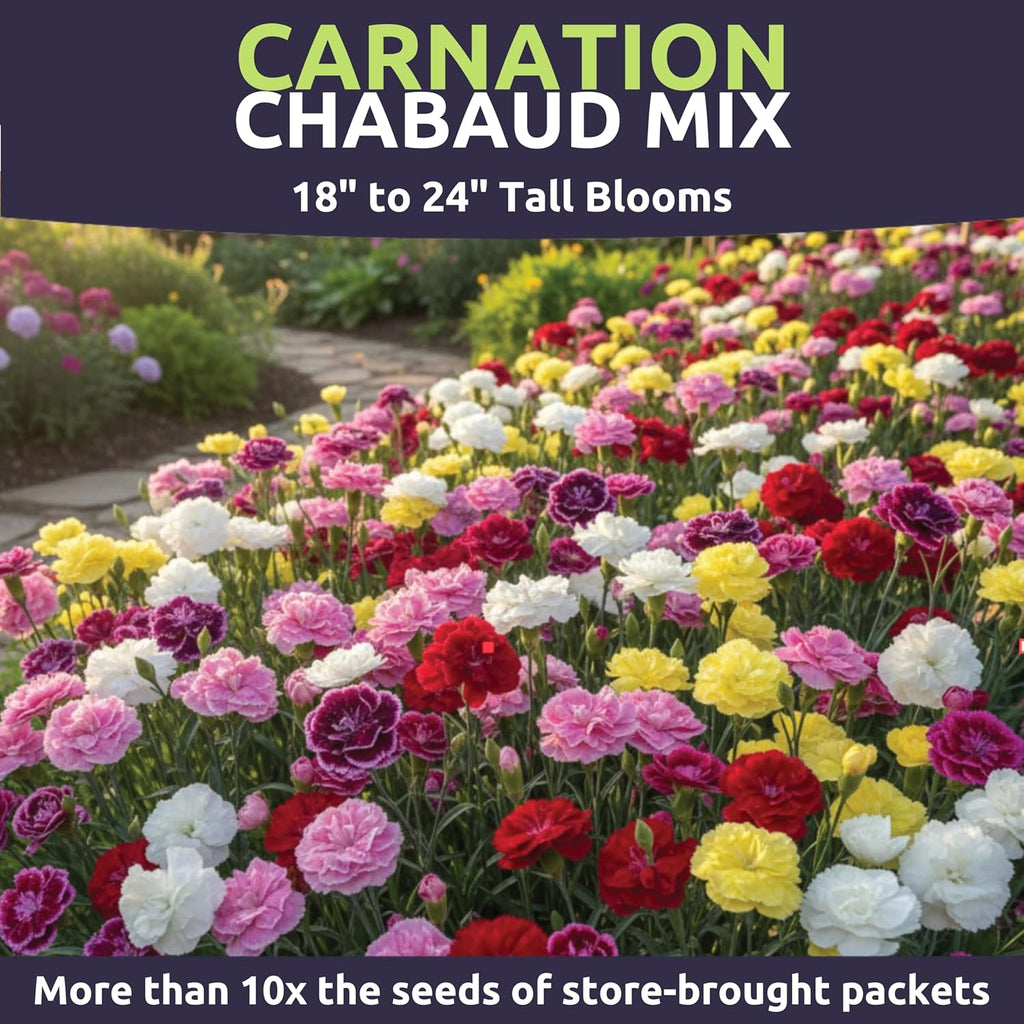 Carnation Chabaud Mix