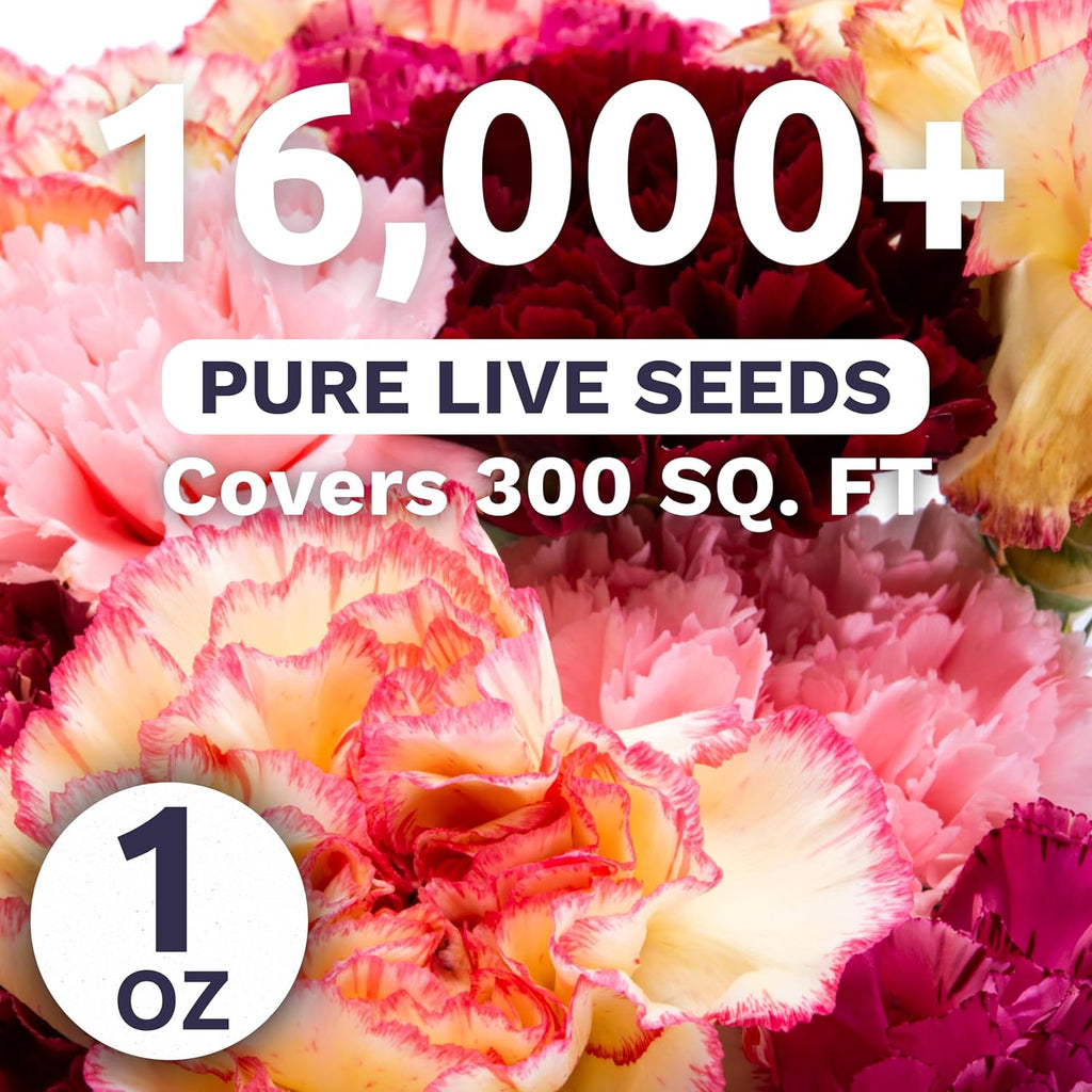 Carnation Chabaud Mix