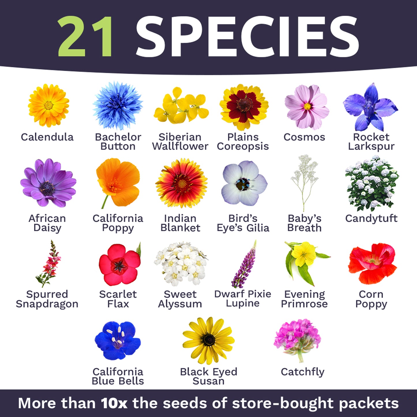 All Annual Quick Blooming Wildflower Mix