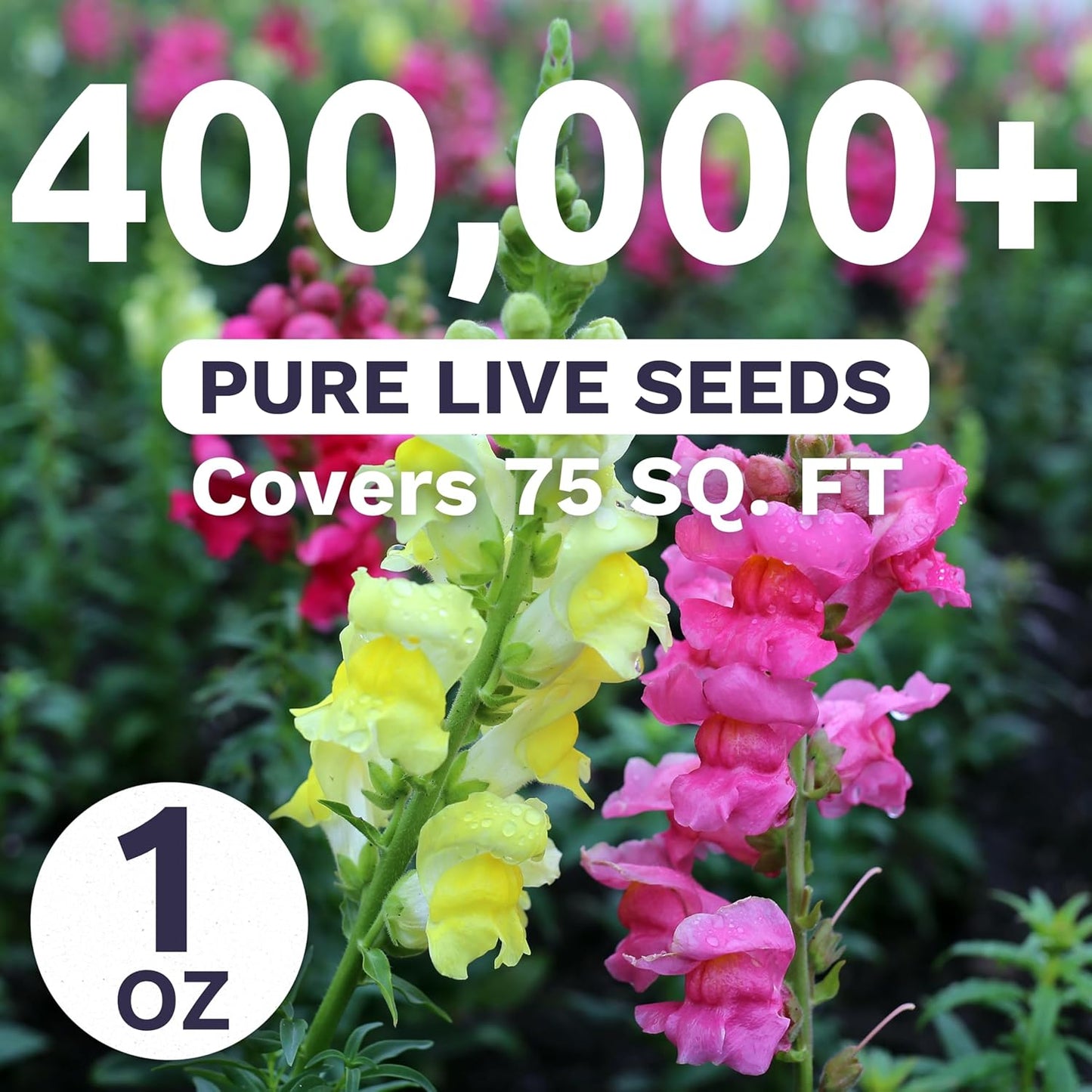 Snapdragon Fairy Bouquet Blend