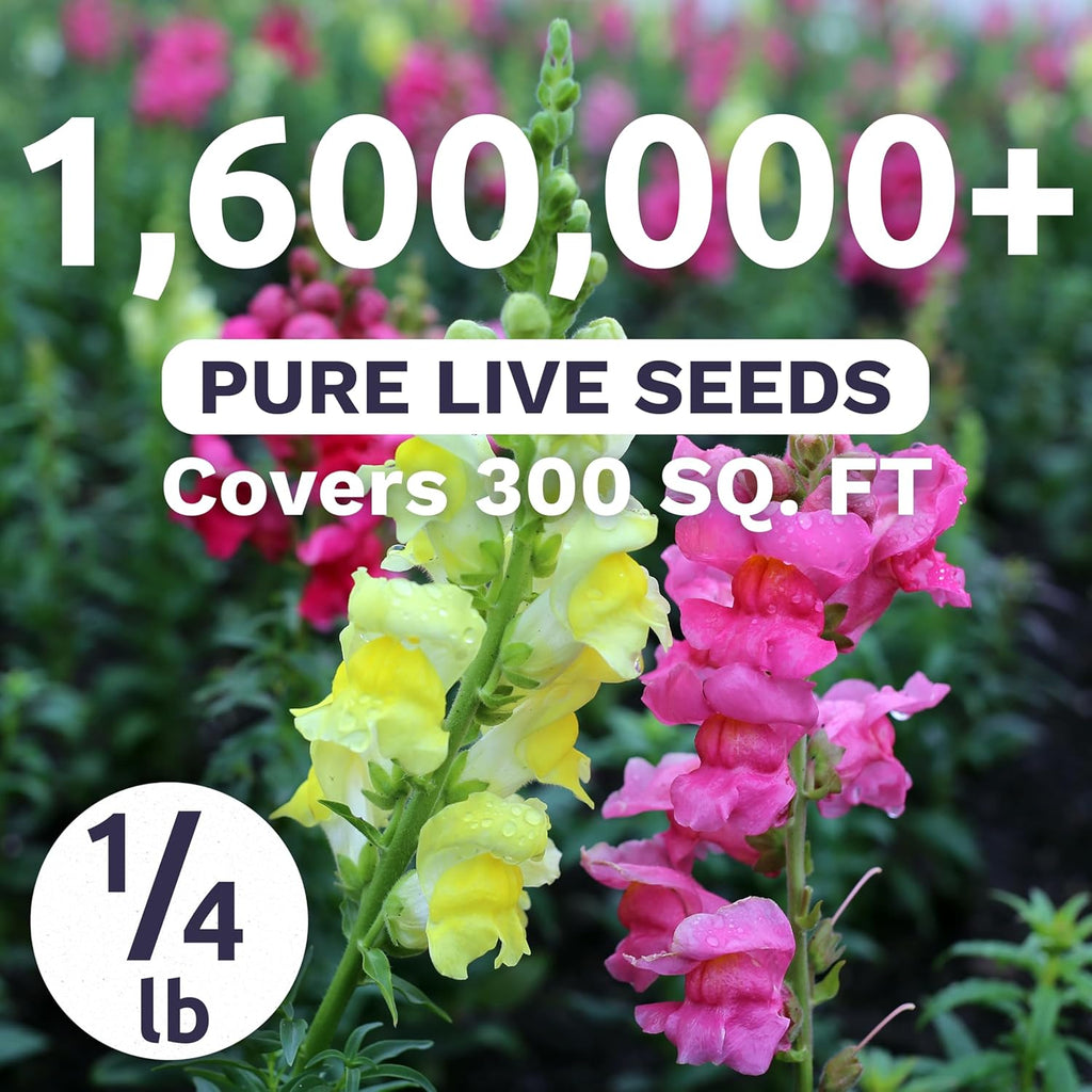 Snapdragon Fairy Bouquet Blend