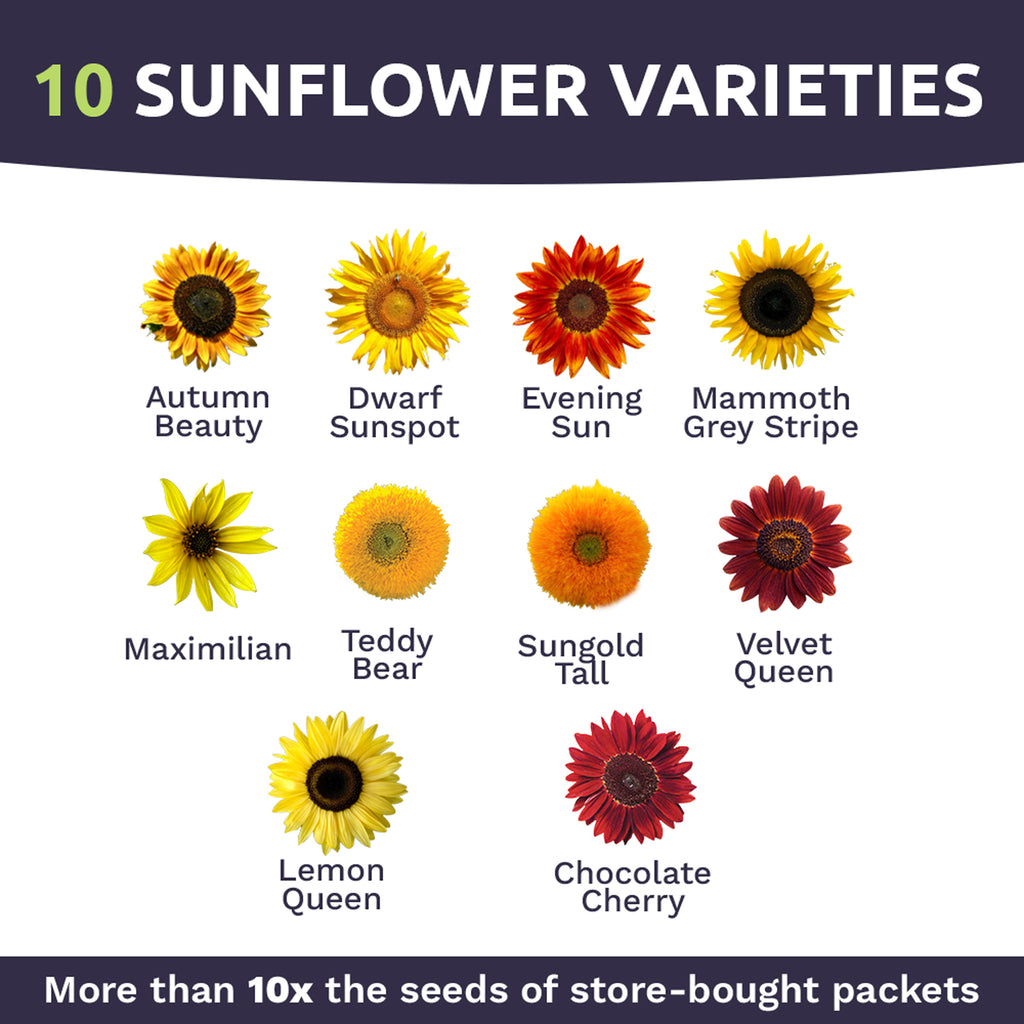 Sunshine Variety Sunflower Seed Mix