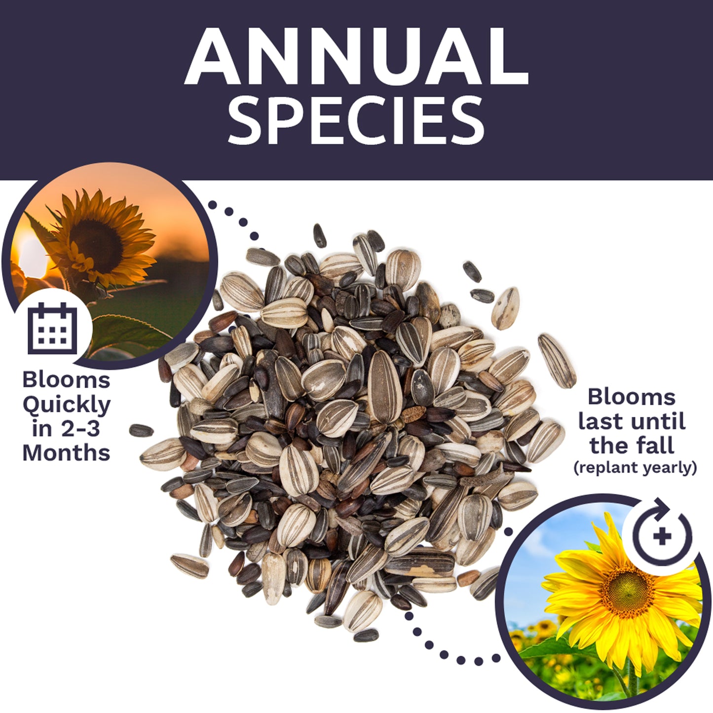 Sunshine Variety Sunflower Seed Mix – Sweet Yards