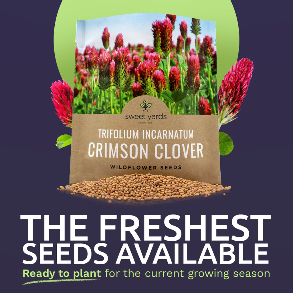 Crimson Clover