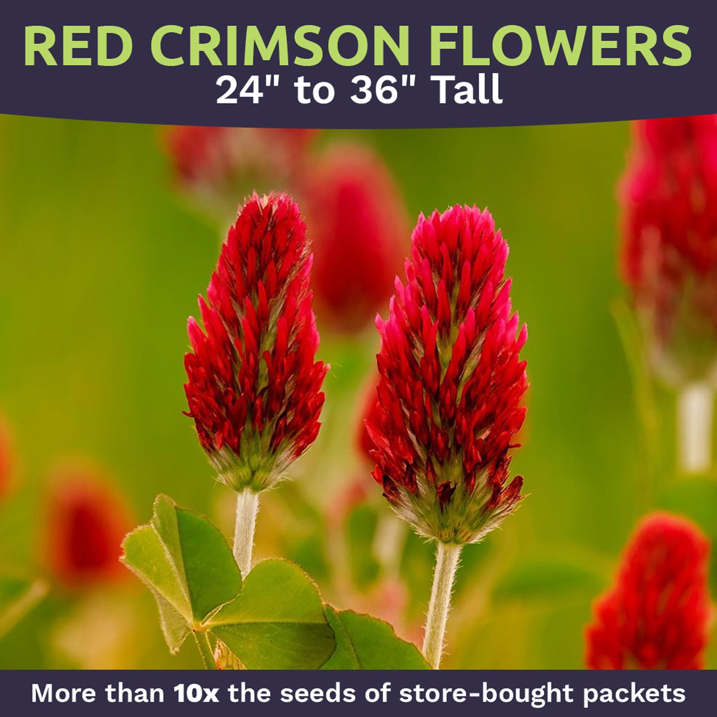 Crimson Clover