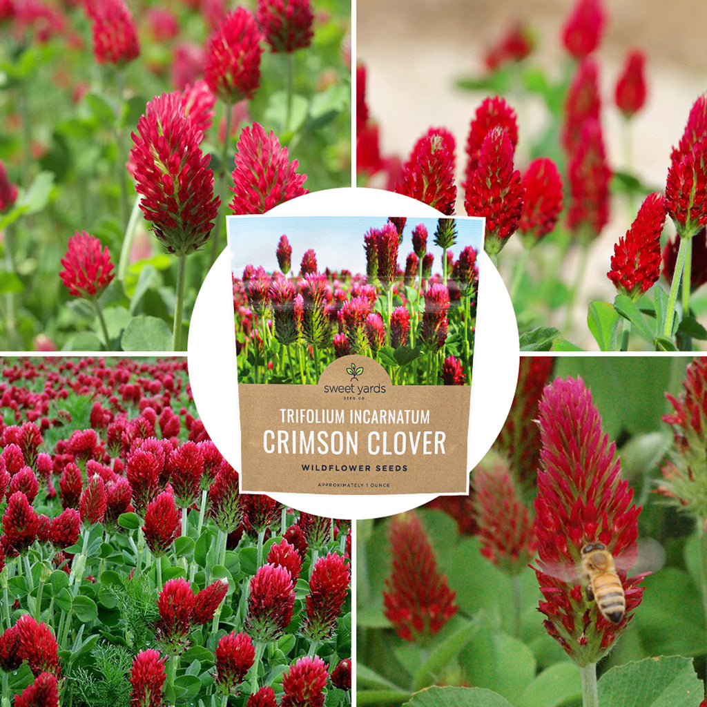 Crimson Clover