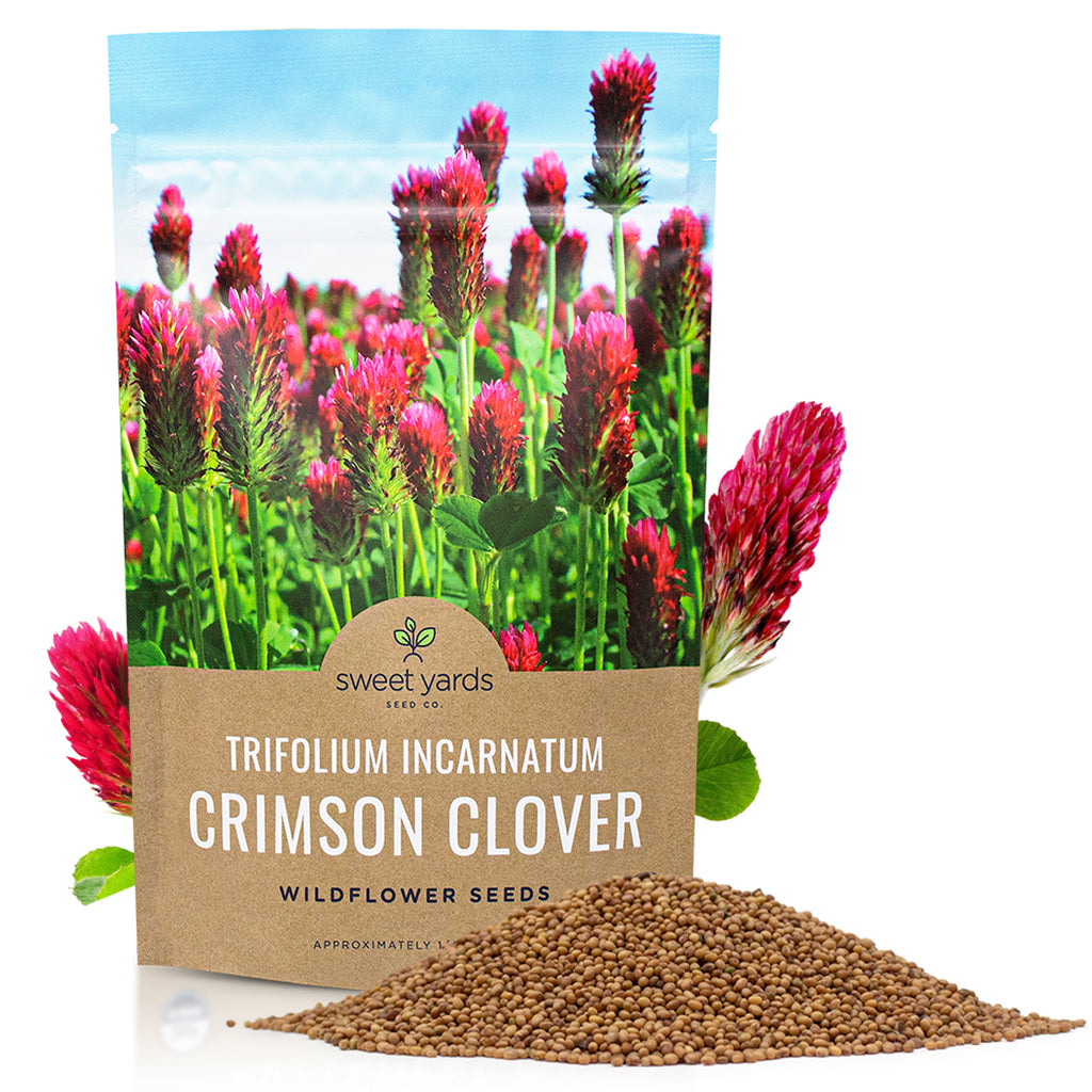 Crimson Clover