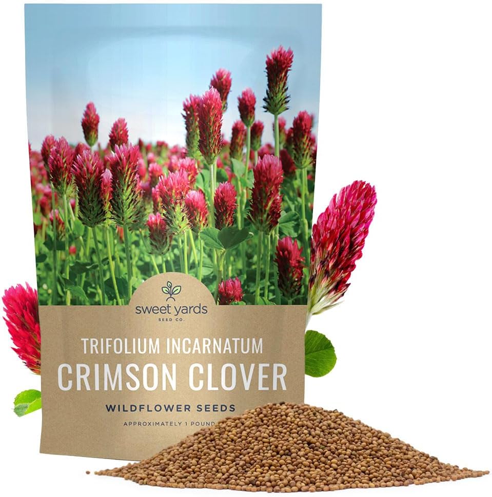 Crimson Clover