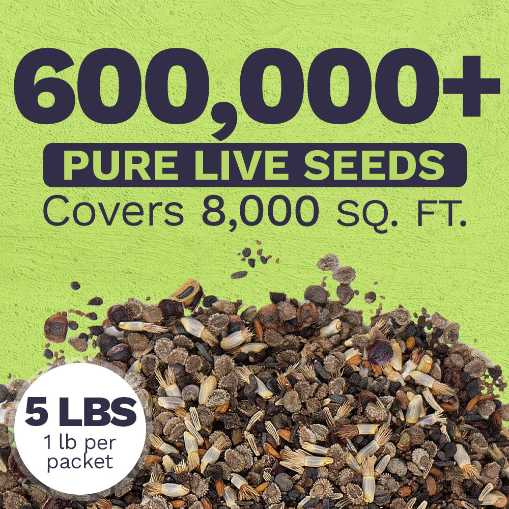 Wildflower Seeds Partial Shade Mix