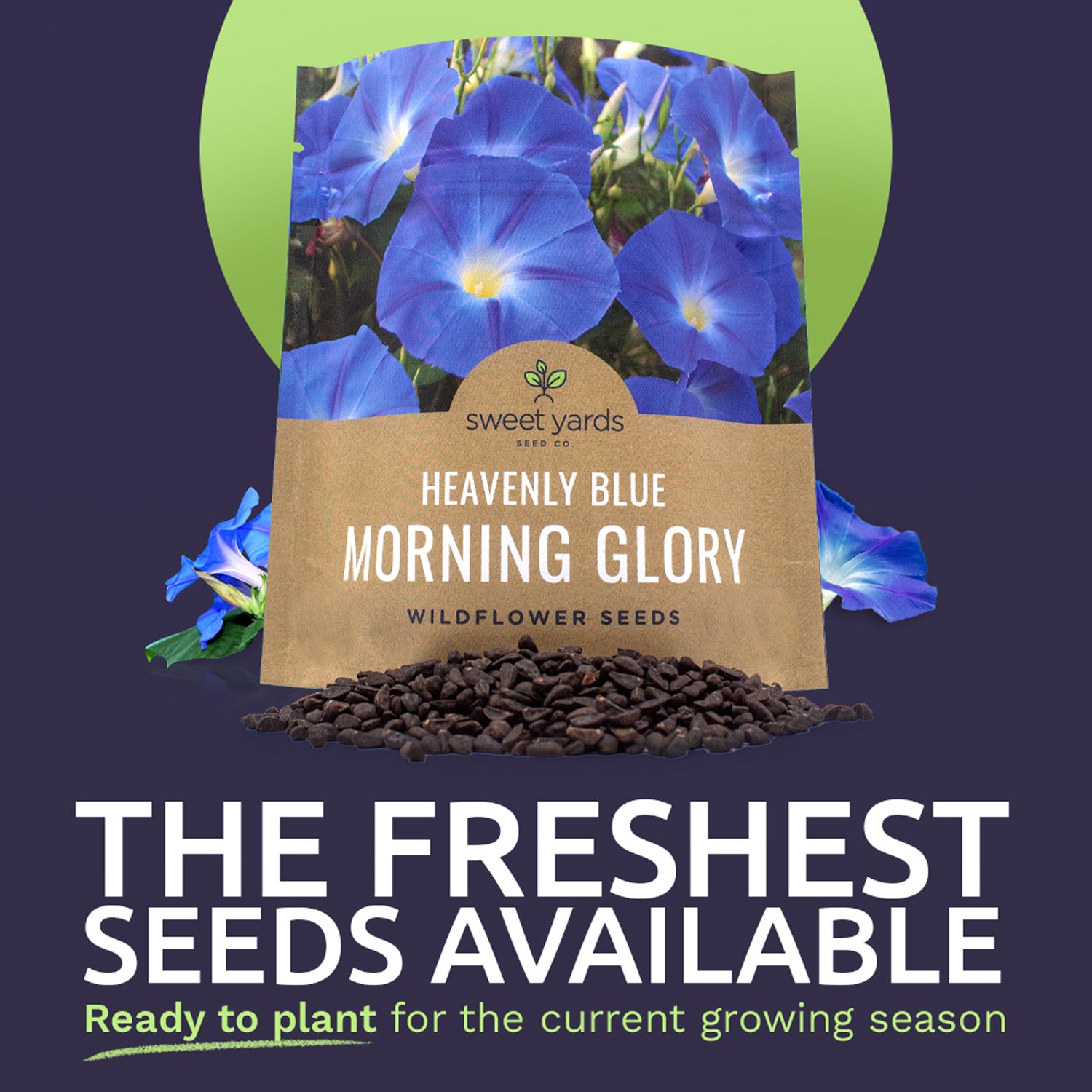 heavenly blue morning glory seeds walmart Morning Glory Heavenly Blue
