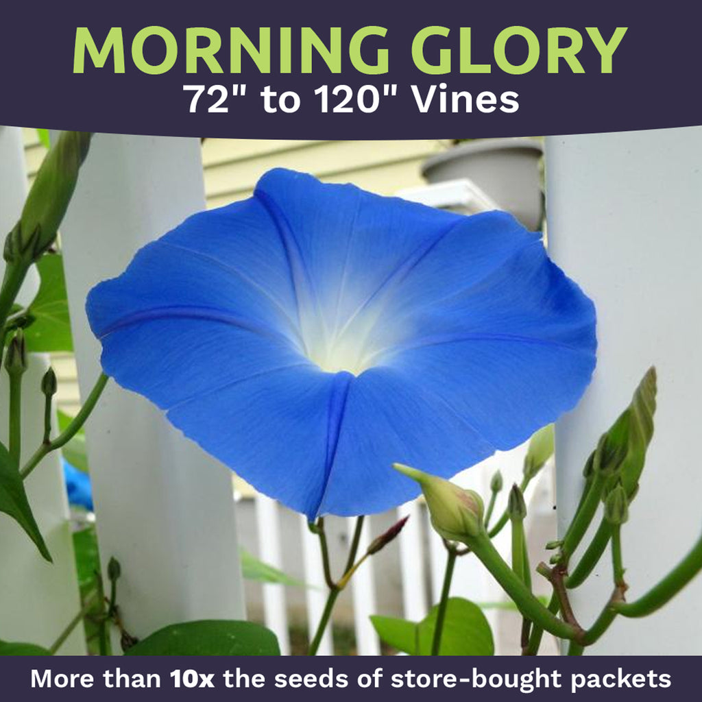 Morning Glory Heavenly Blue